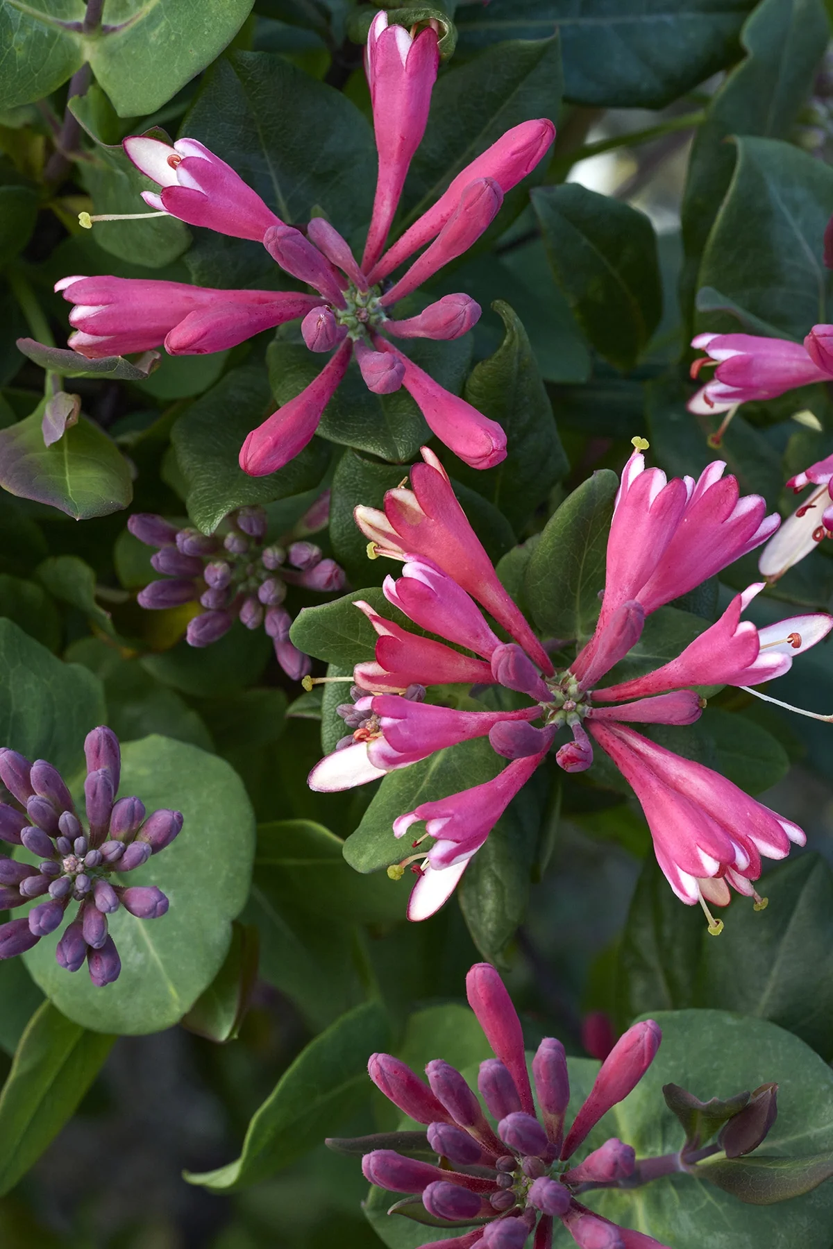 Goldflame Honeysuckle