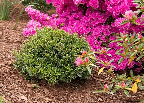 Bullseye® Holly 1 Bullseye® Holly