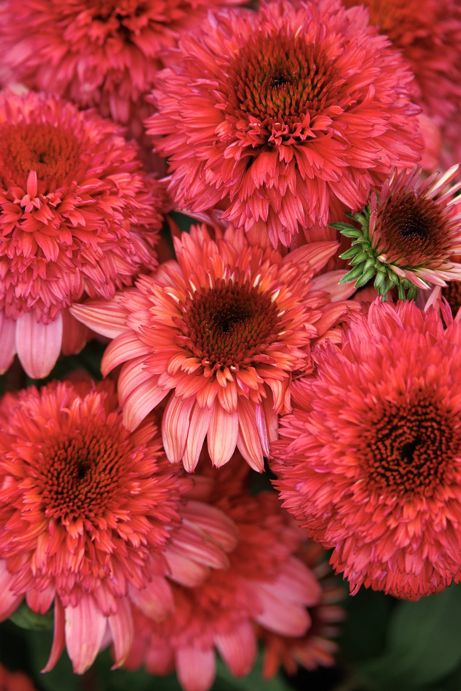 Double Scoop™ Raspberry Deluxe Coneflower 1 Double Scoop™ Raspberry Deluxe Coneflower