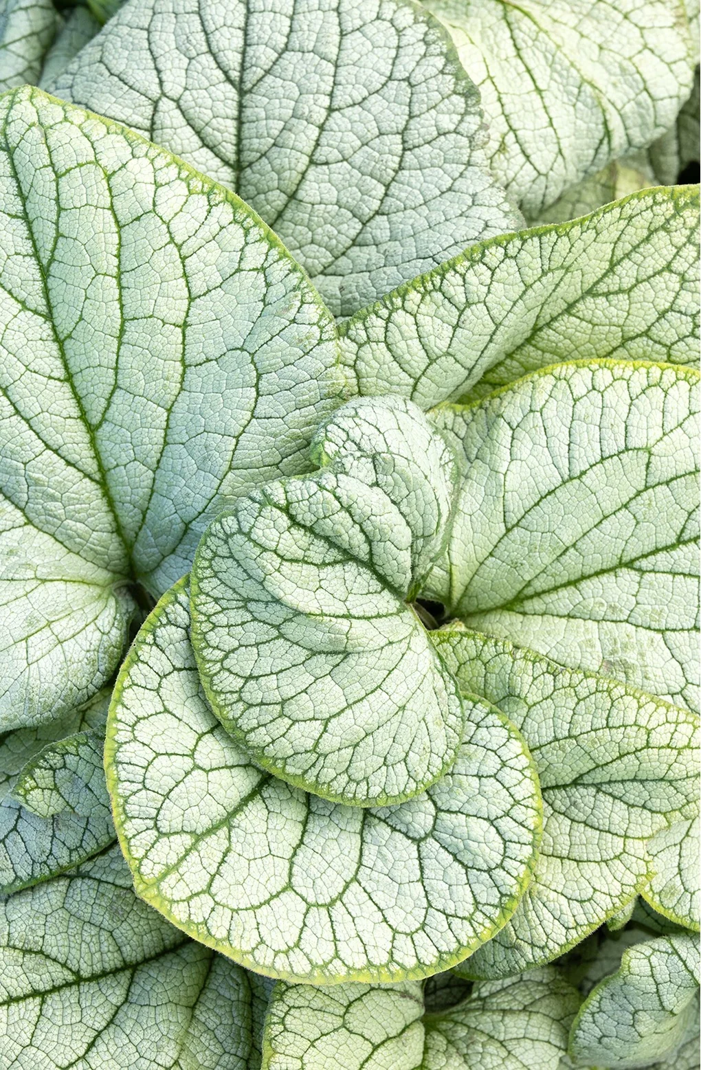 Permafrost Brunnera 2 Permafrost Brunnera