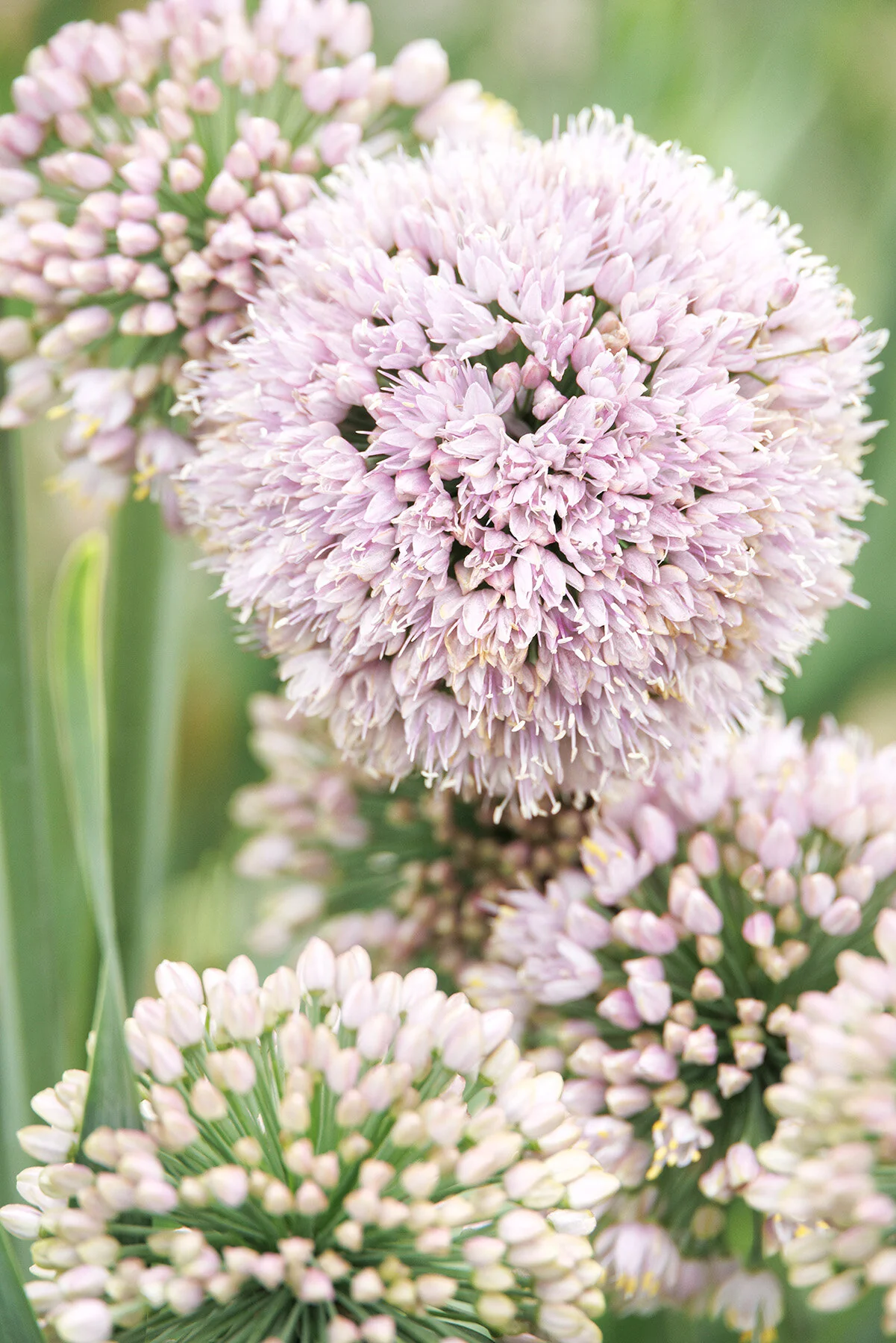Bubble Bath Ornamental Onion 1 Bubble Bath Ornamental Onion