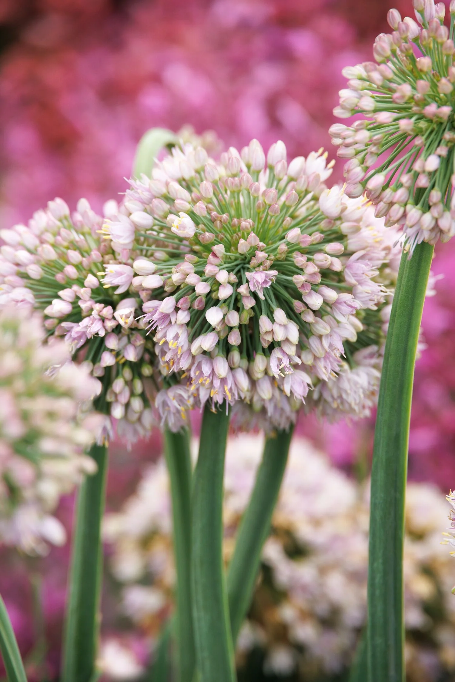 Bubble Bath Ornamental Onion 2 Bubble Bath Ornamental Onion
