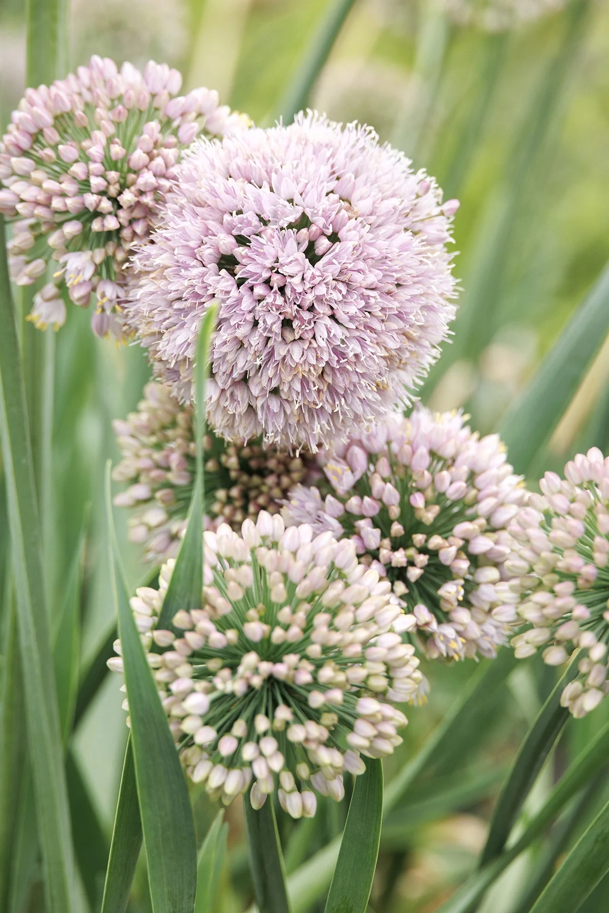 Bubble Bath Ornamental Onion 3 Bubble Bath Ornamental Onion