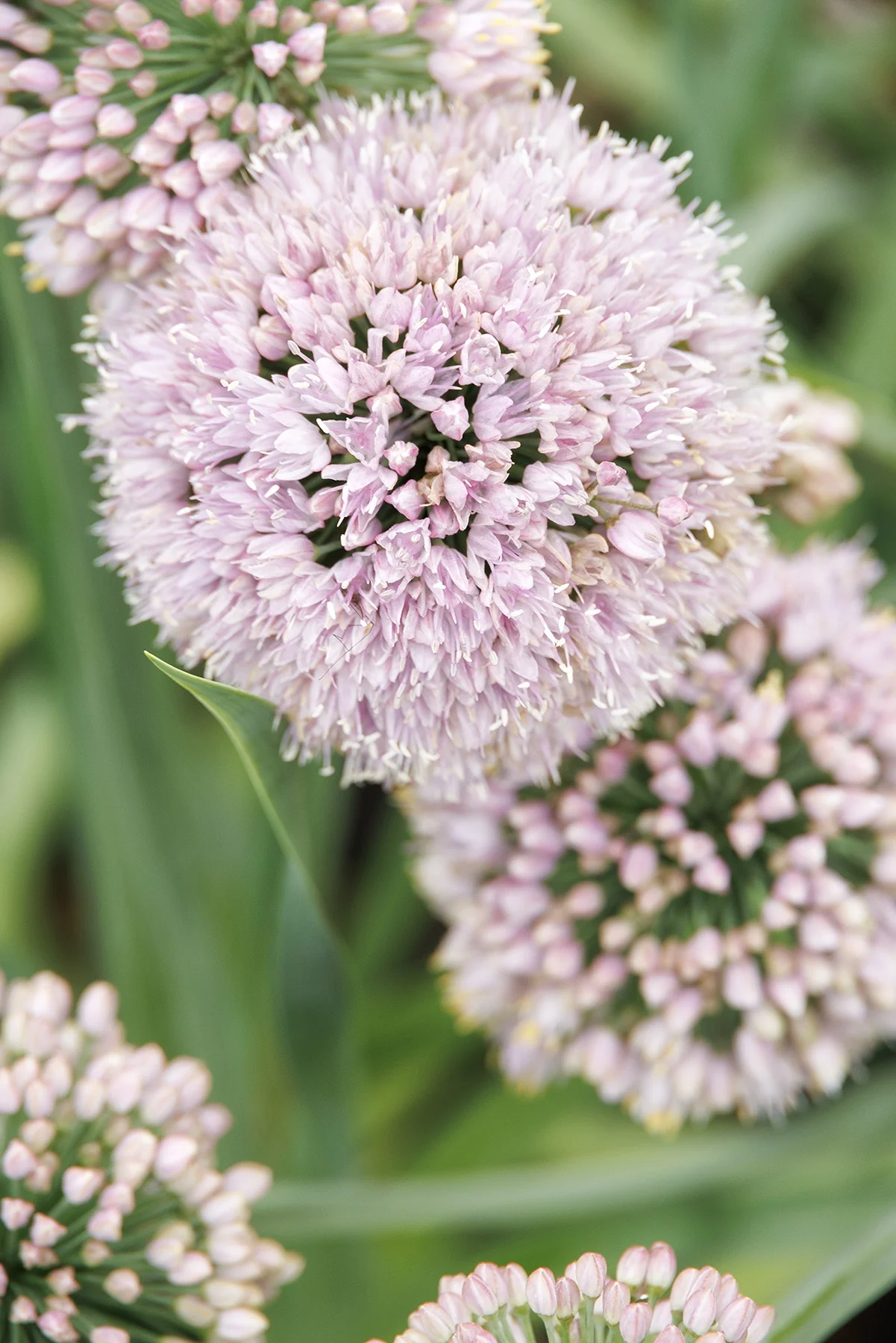 Bubble Bath Ornamental Onion 4 Bubble Bath Ornamental Onion