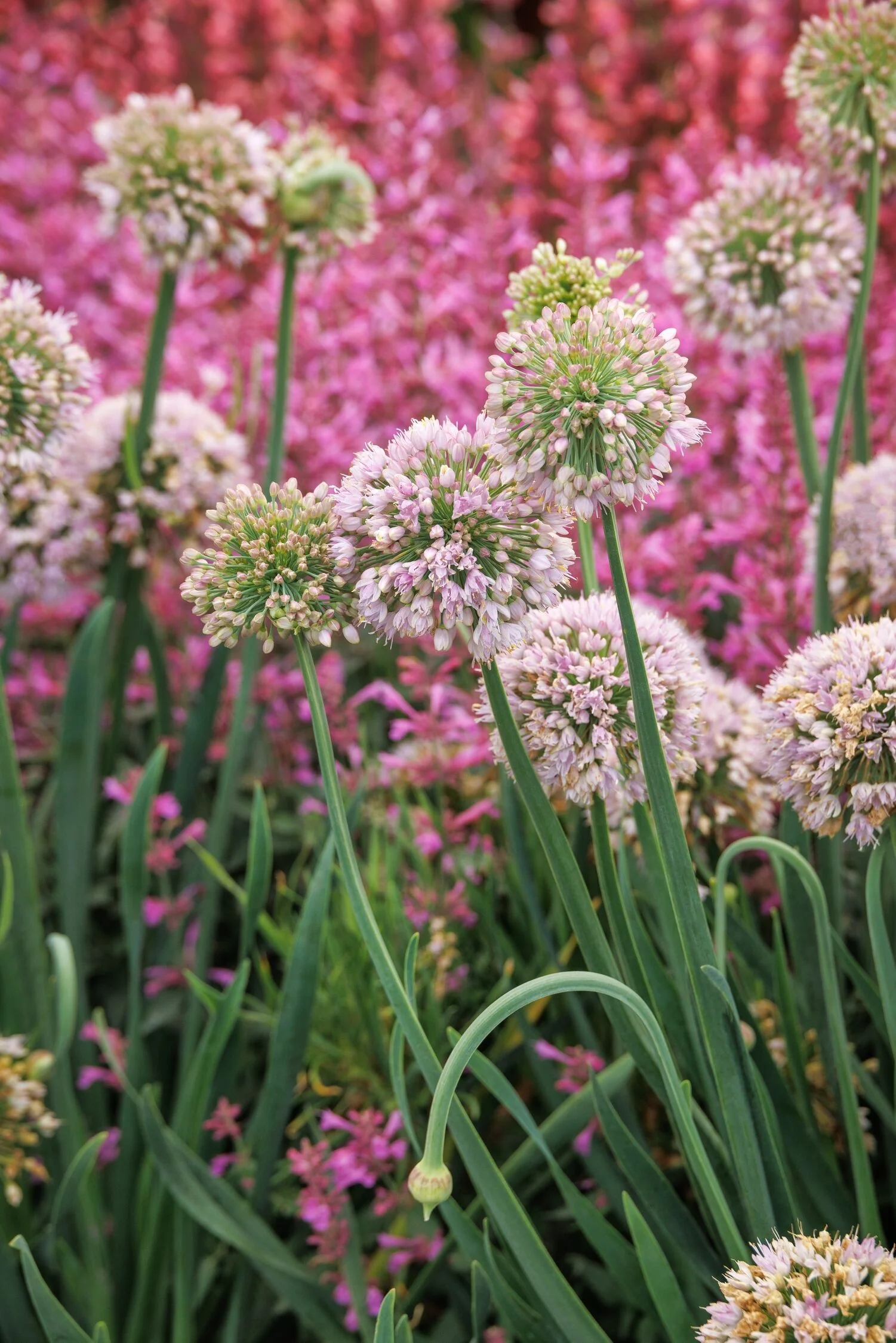 Bubble Bath Ornamental Onion 5 Bubble Bath Ornamental Onion