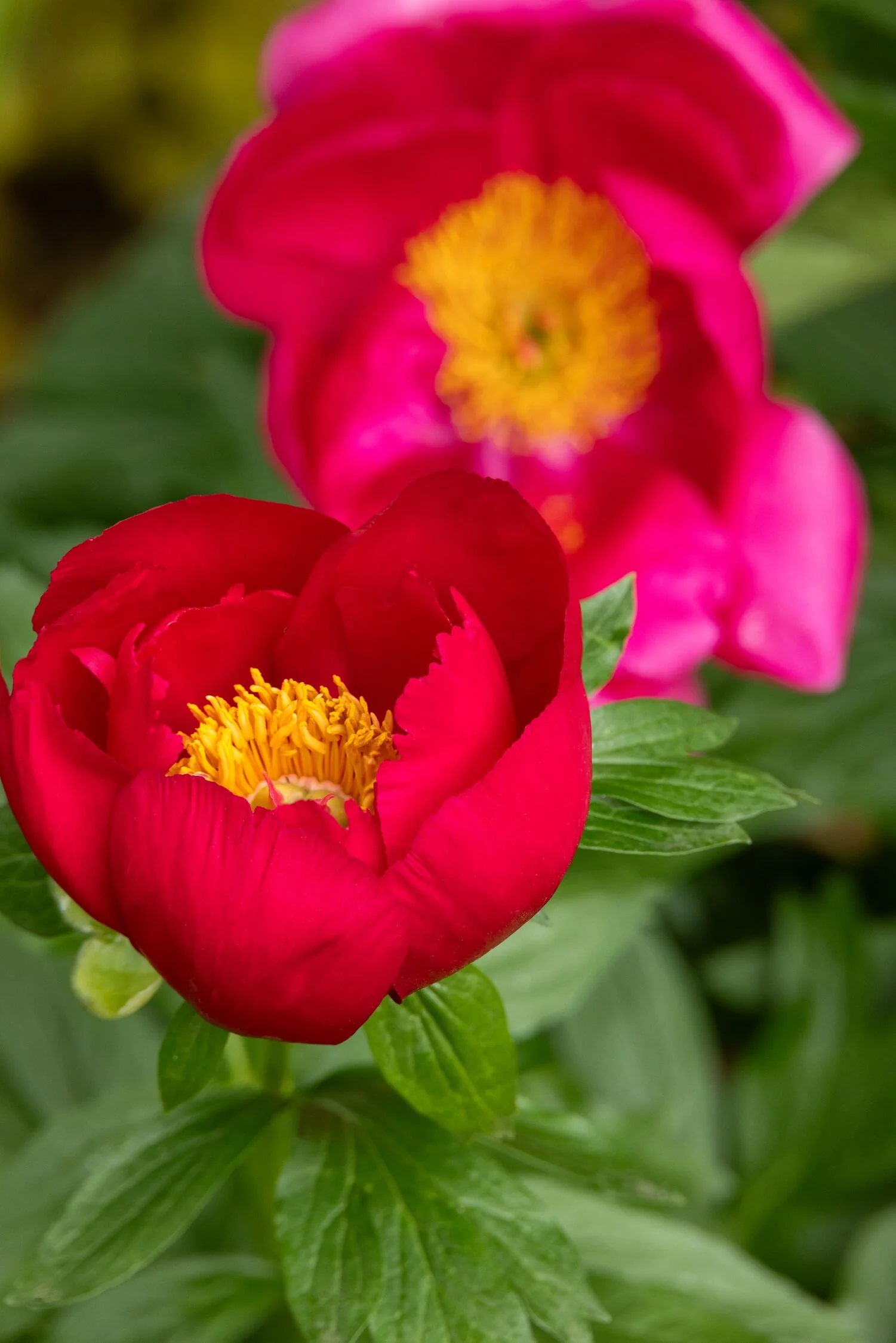 Garden Candy® Candy Apple™ Itoh Peony 10 Garden Candy® Candy Apple™ Itoh Peony
