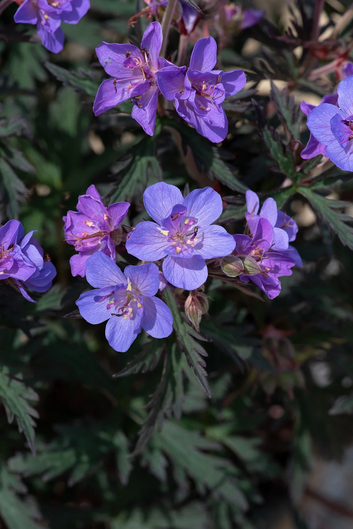 Storm Cloud Cranesbill
