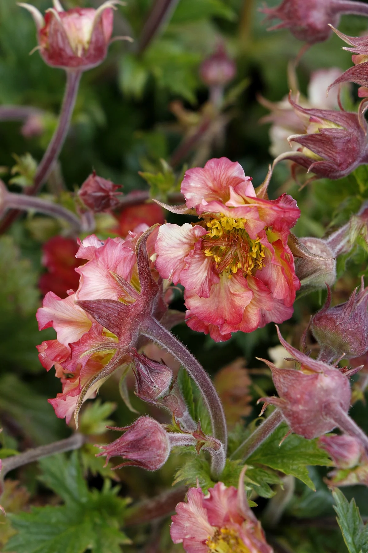 Pretticoats™ Peach Avens 3 Pretticoats™ Peach Avens