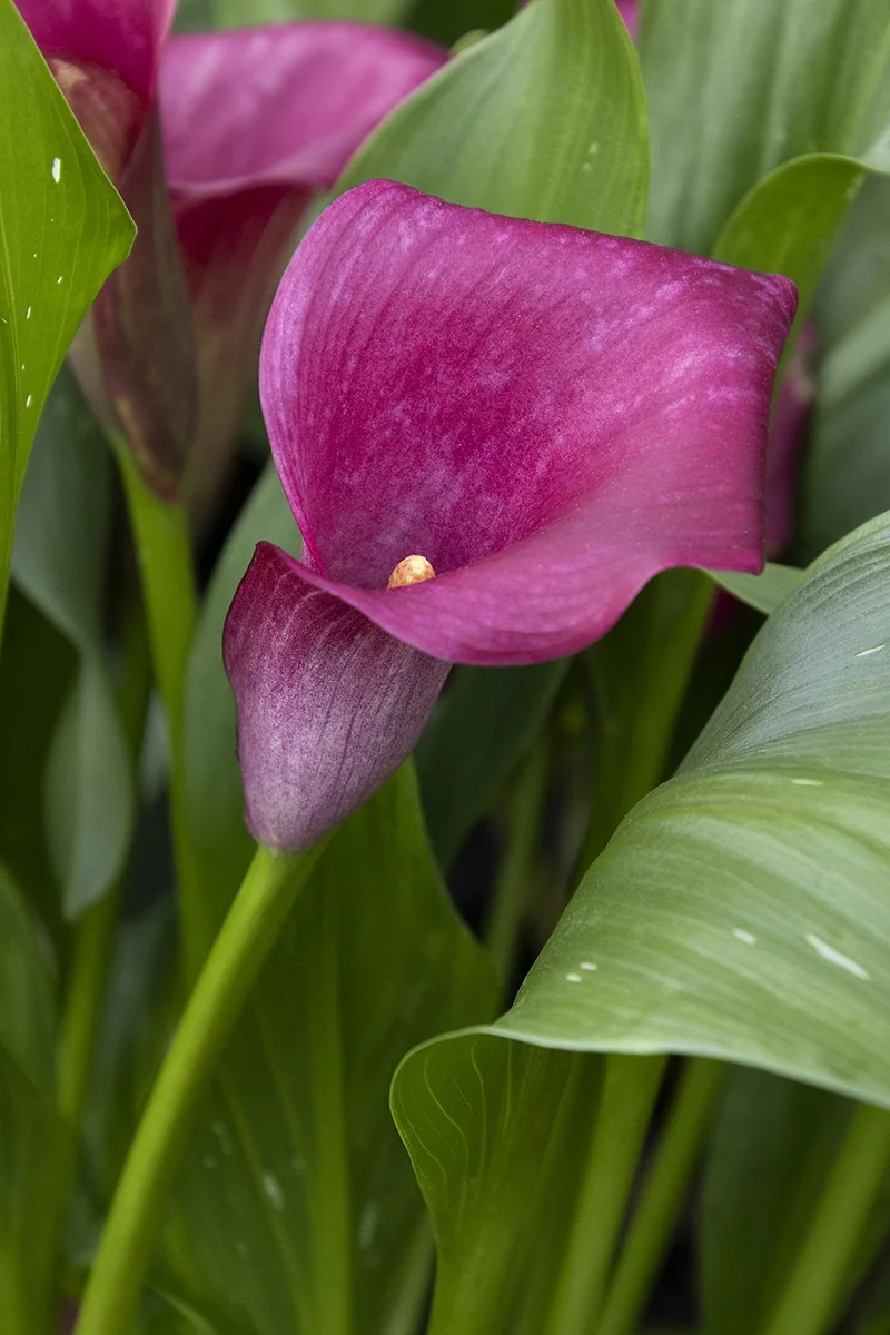 Captain Pink Calla Lily