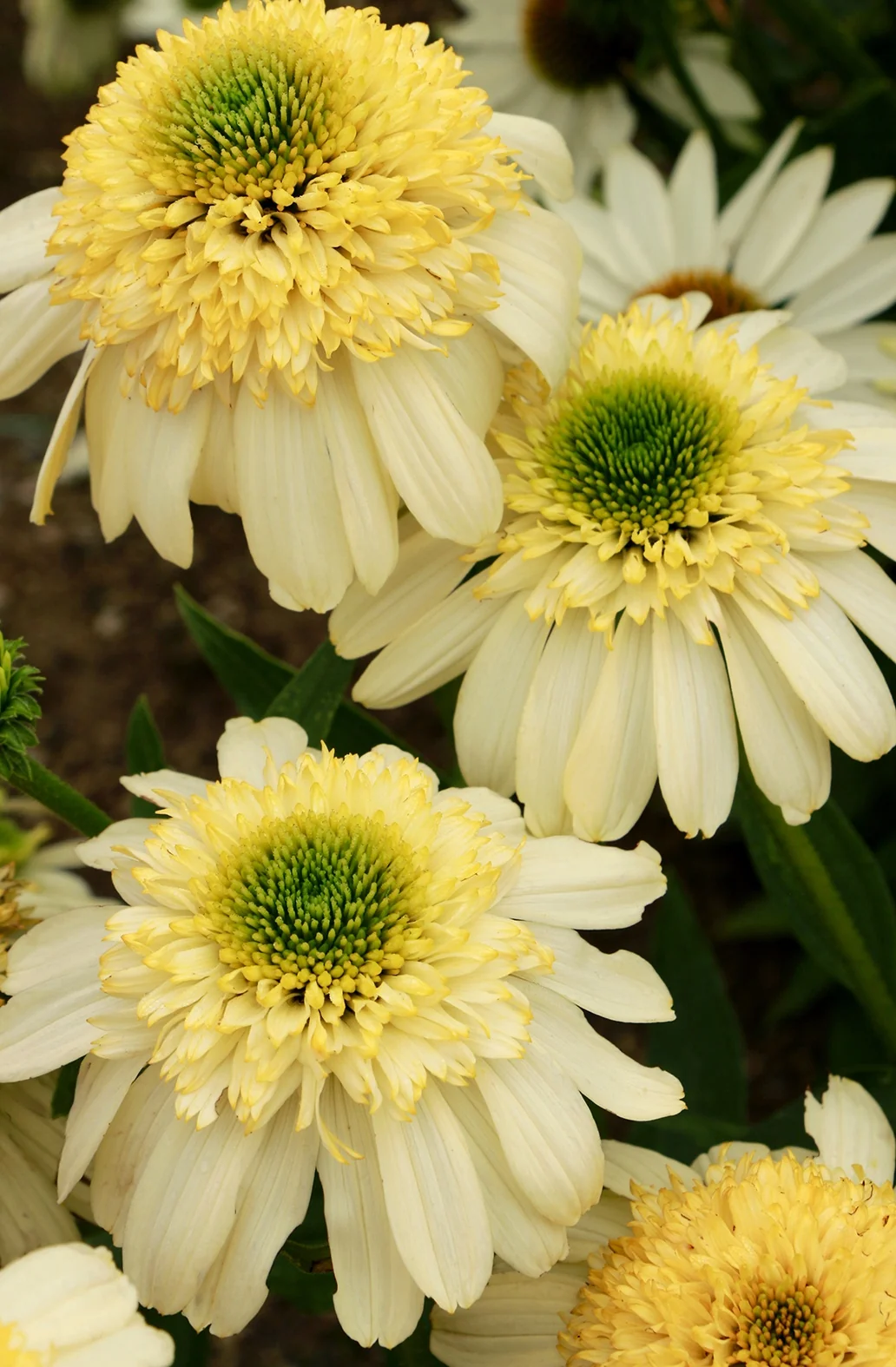 Fried Egg Coneflower 5 Fried Egg Coneflower
