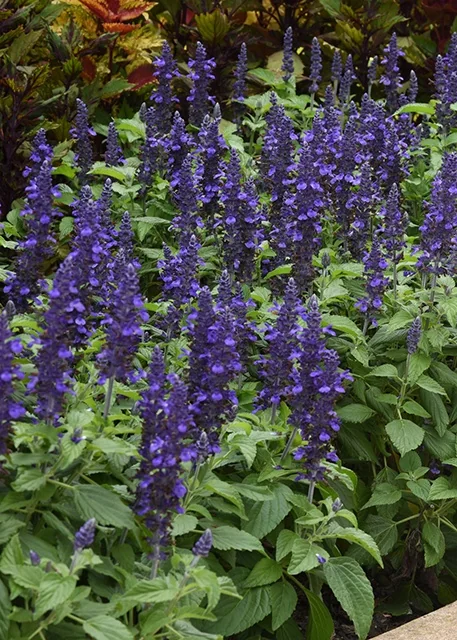 Mysty Salvia 5 Mysty Salvia
