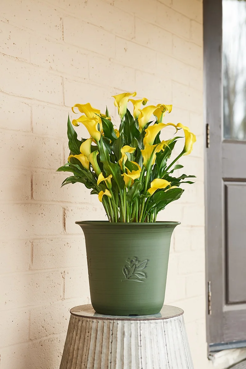 Captain Yellow Calla Lily