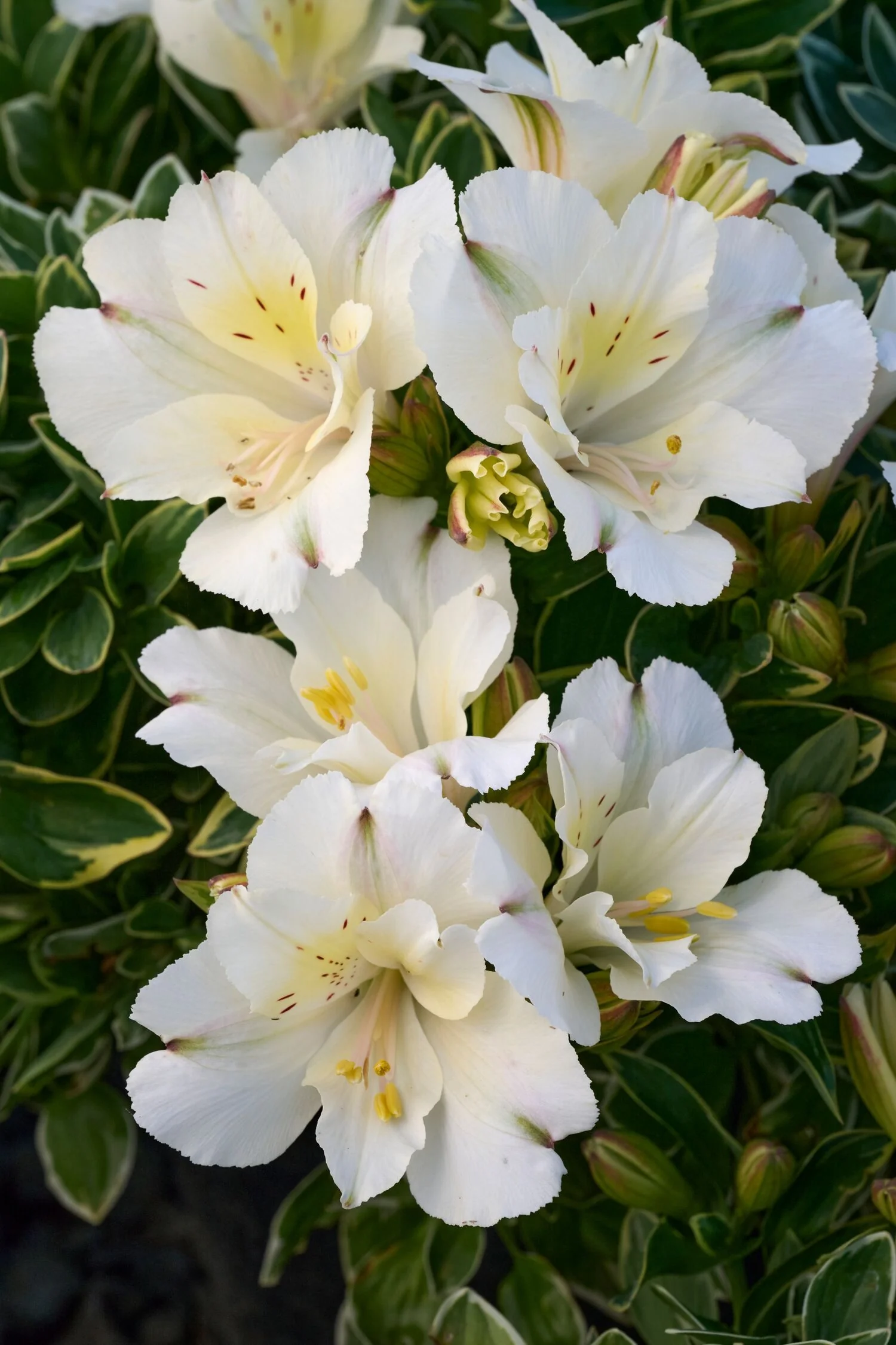 Colorita® Claressa Peruvian Lily