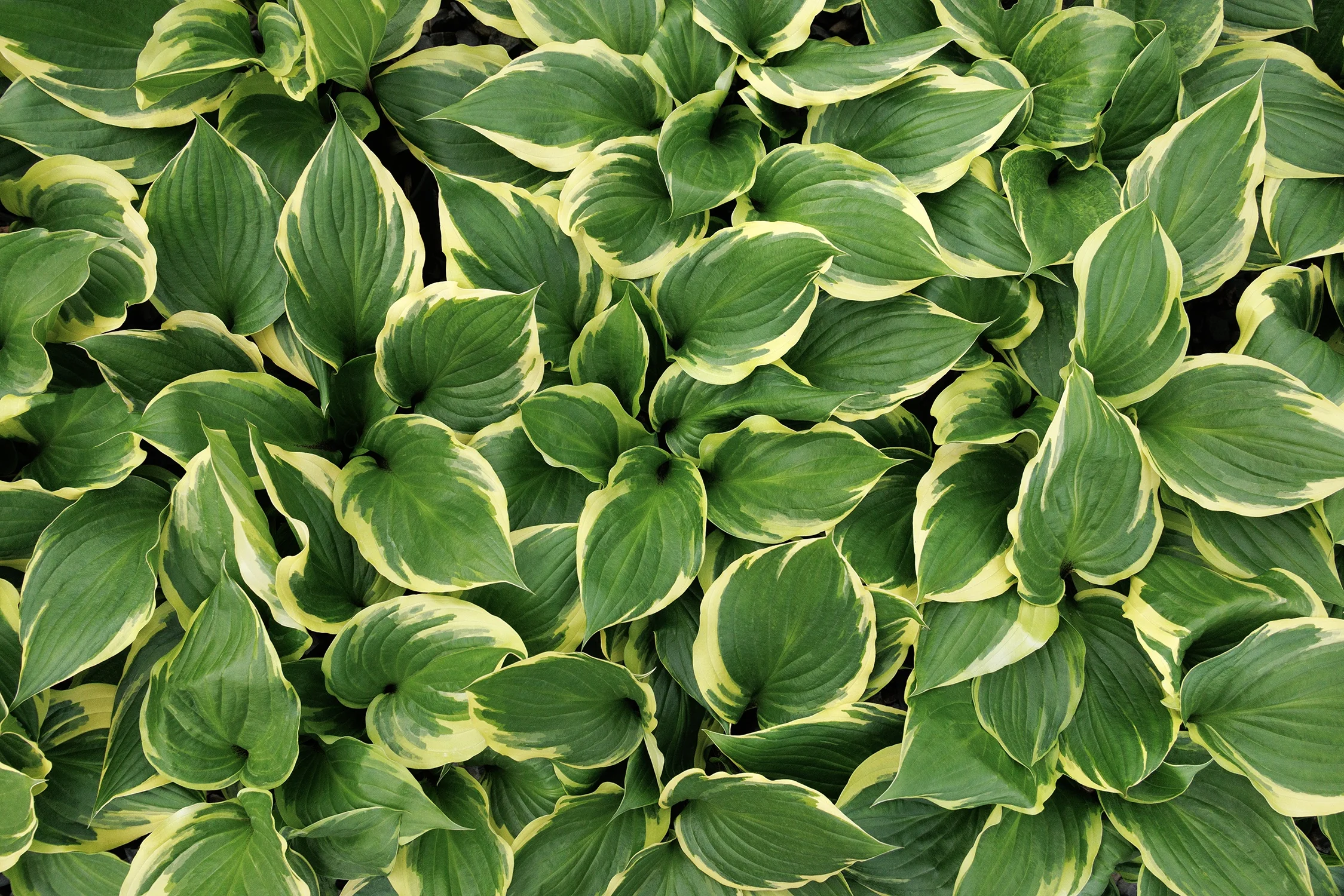 Sorbet Hosta