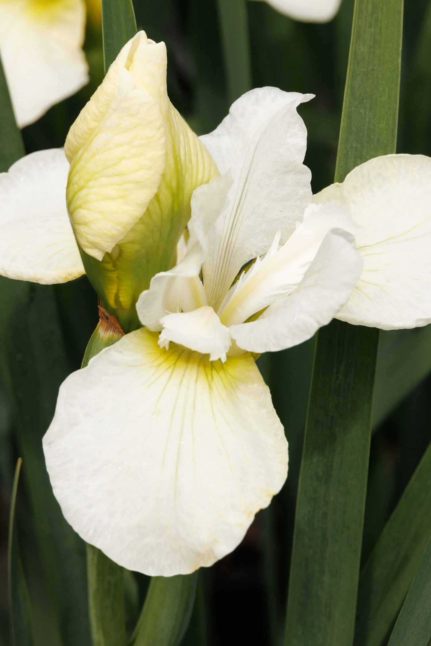Swan in Flight Siberian Iris 1 Swan in Flight Siberian Iris