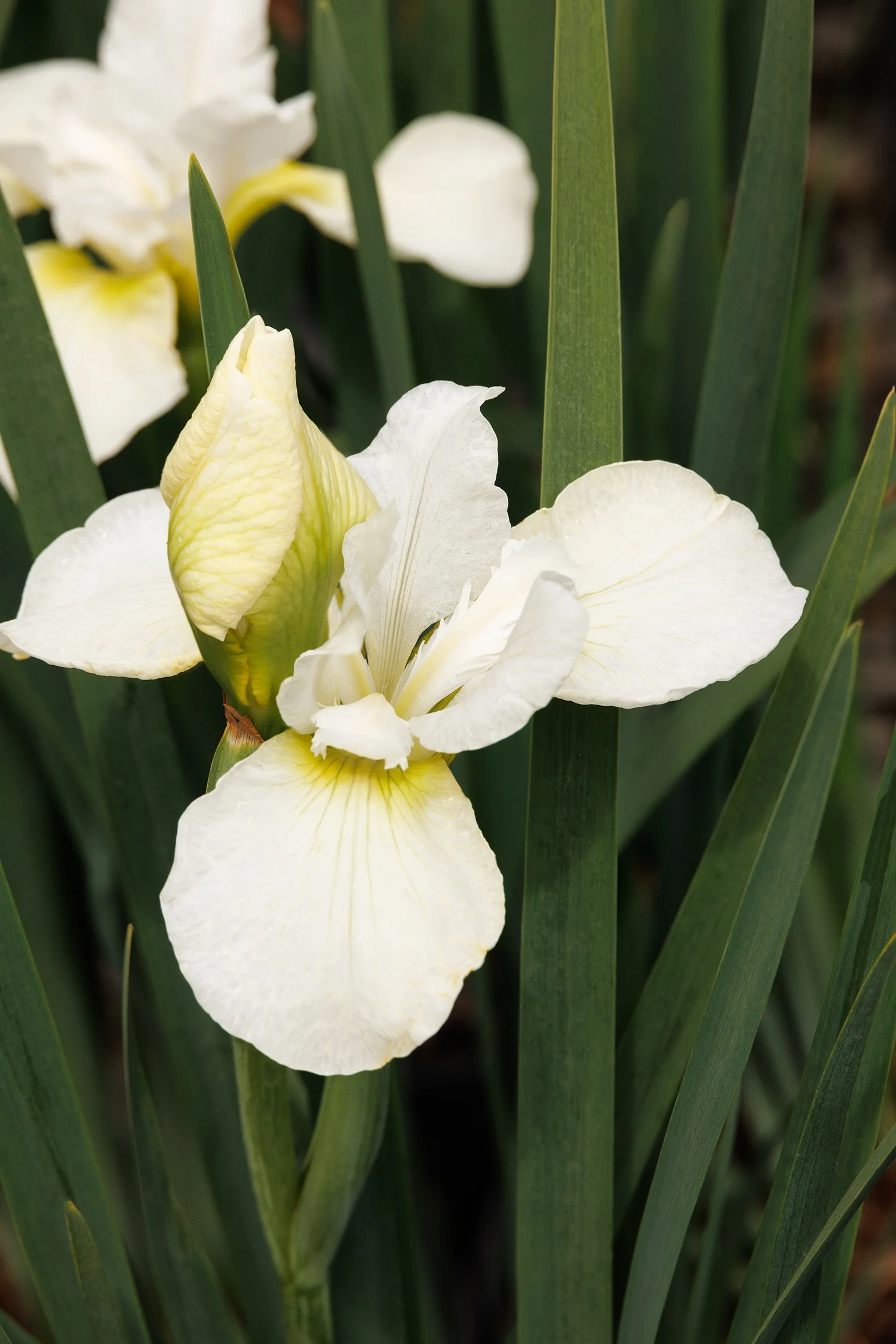 Swan in Flight Siberian Iris 2 Swan in Flight Siberian Iris