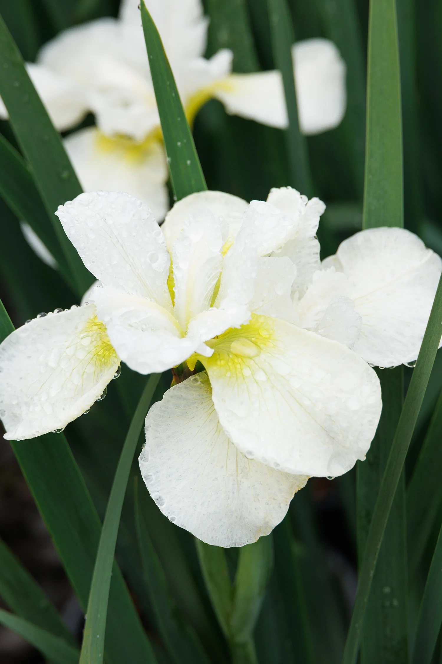 Swan in Flight Siberian Iris 3 Swan in Flight Siberian Iris