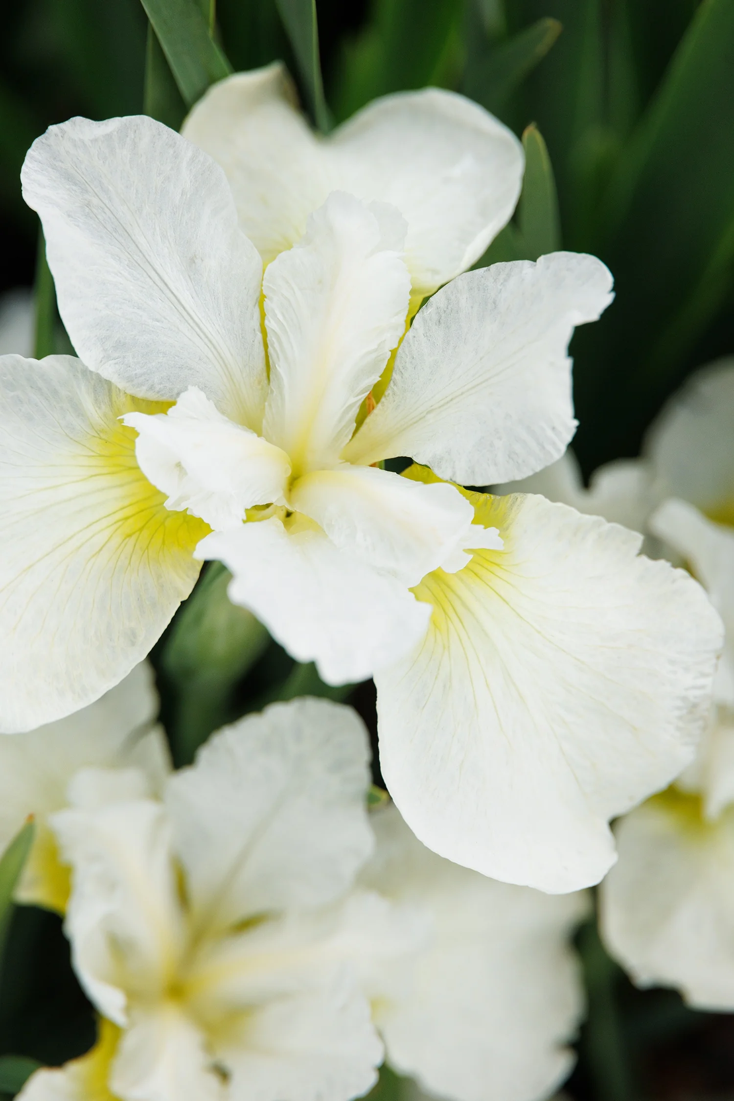 Swan in Flight Siberian Iris 4 Swan in Flight Siberian Iris