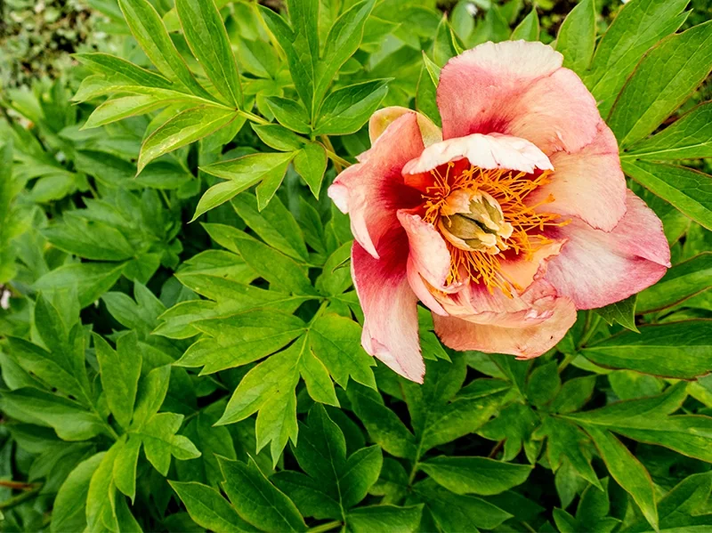 Old Rose Dandy Itoh Peony 8 Old Rose Dandy Itoh Peony