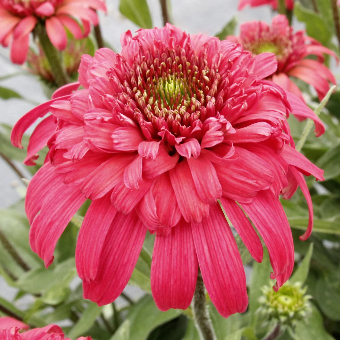 Delightful™ Garnet Coneflower 1 Delightful™ Garnet Coneflower