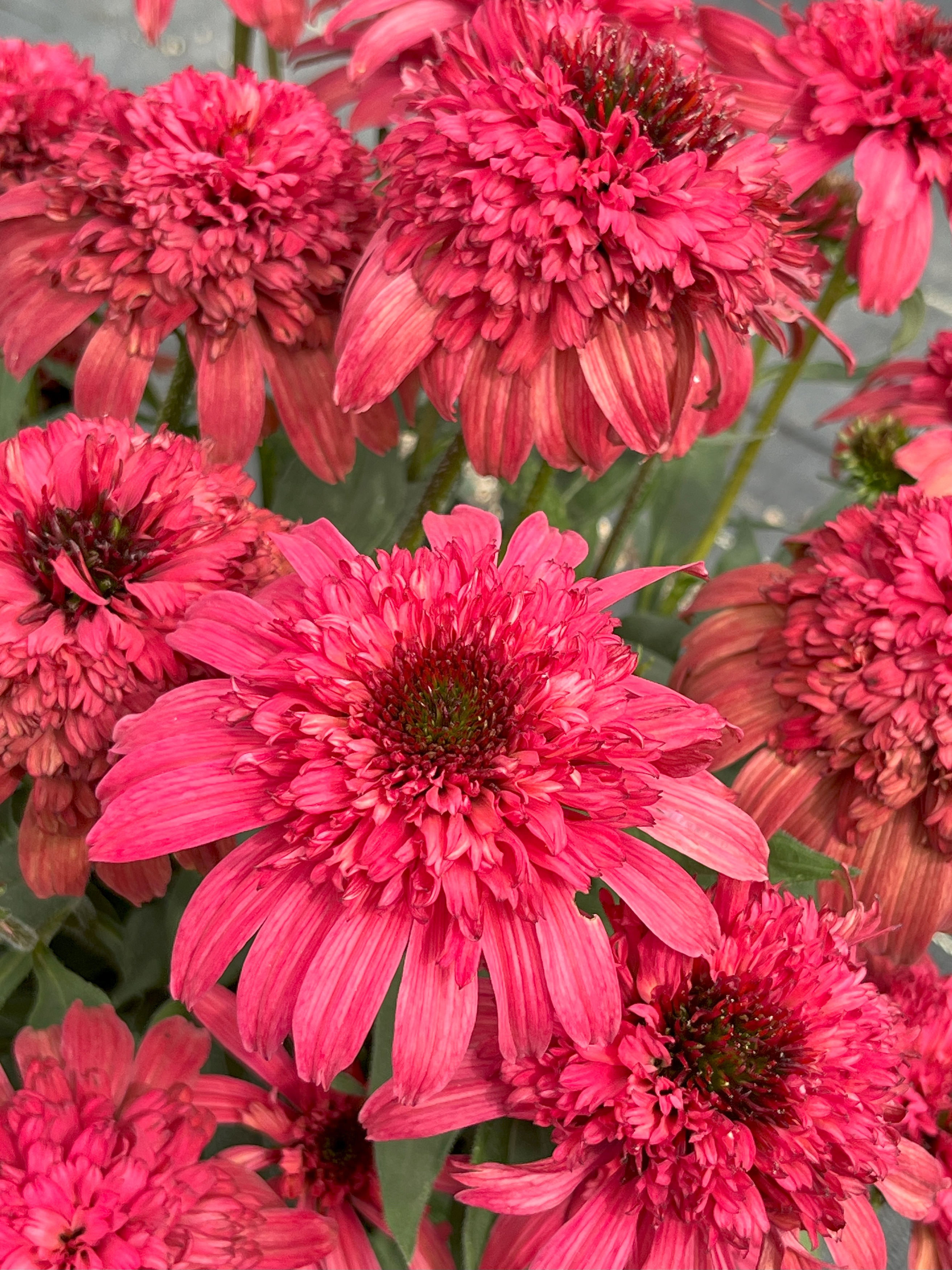 Delightful™ Garnet Coneflower 2 Delightful™ Garnet Coneflower