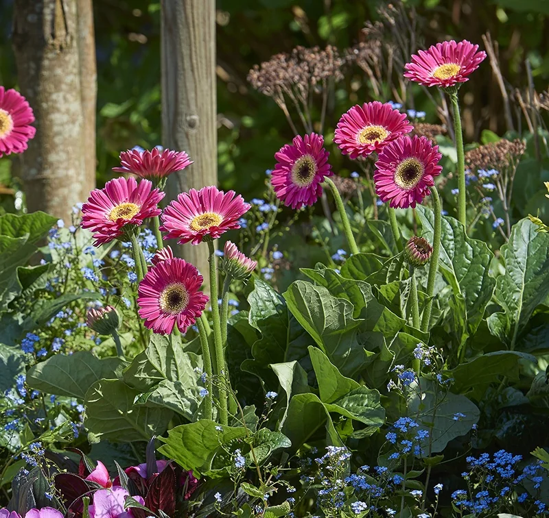 Garvinea® Sweet Spice Gerbera Daisy