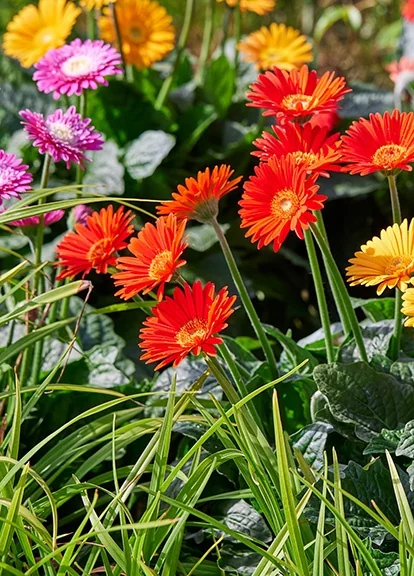 Garvinea® Sweet Love Gerbera Daisy