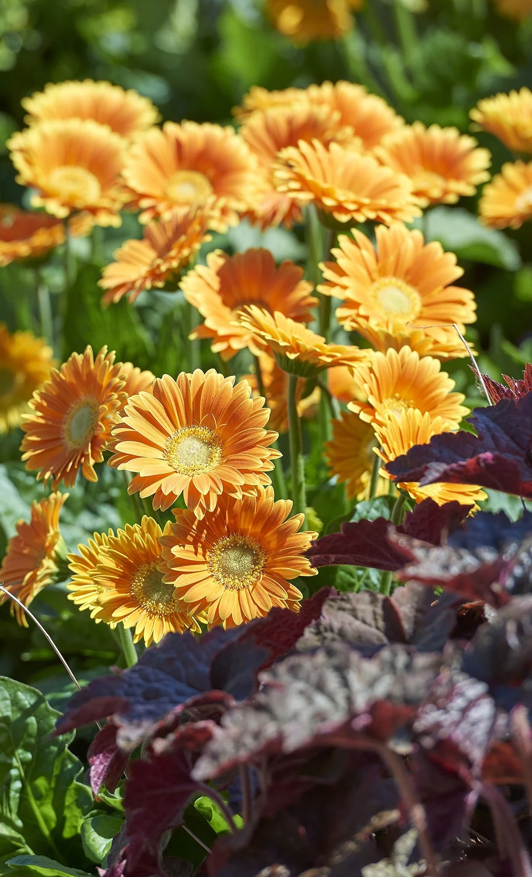 Garvinea® Sweet Caroline Gerbera Daisy
