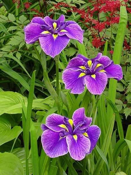 Katy Mendez Japanese Iris 3 Katy Mendez Japanese Iris