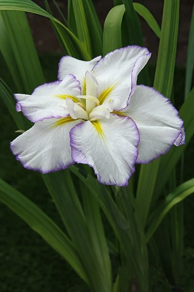 Chidori no Mai Japanese Iris 1 Chidori no Mai Japanese Iris