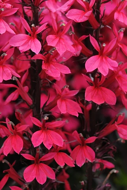 Starship Deep Rose Lobelia 1 Starship Deep Rose Lobelia