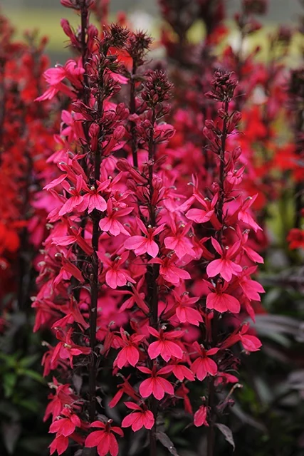 Starship Deep Rose Lobelia 2 Starship Deep Rose Lobelia