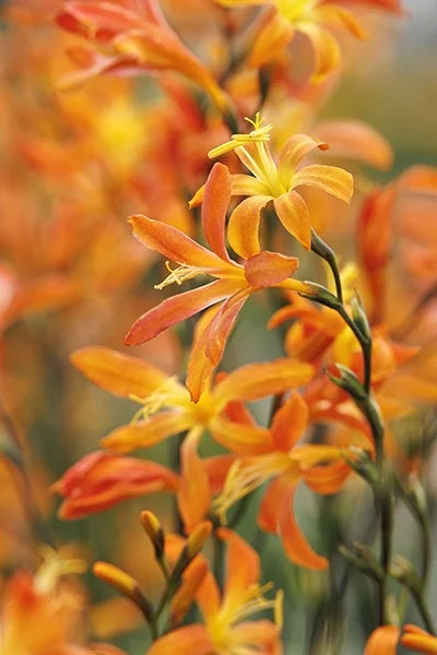 Sunlover Montbretia 2 Sunlover Montbretia