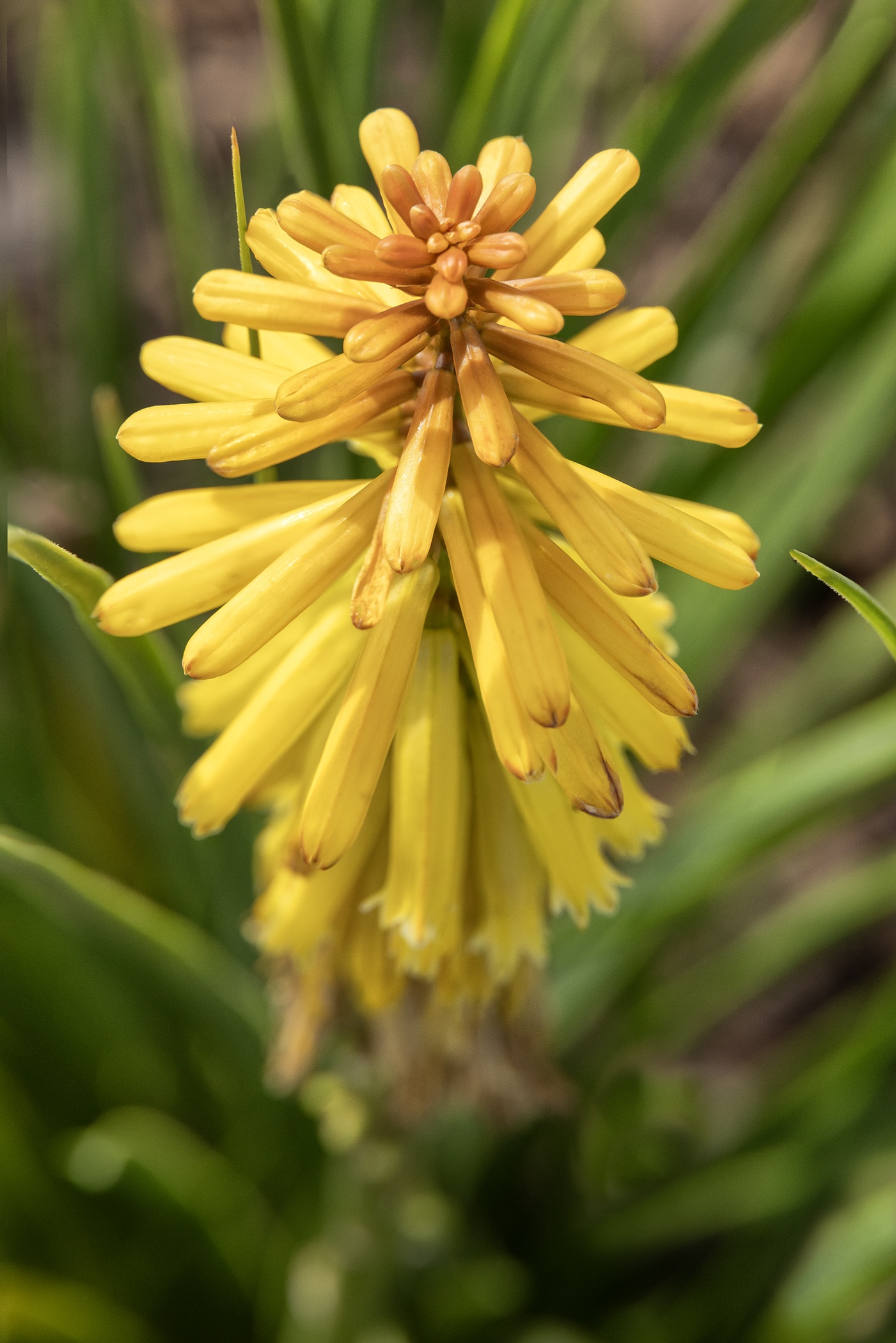 Poco™ Butter Brickle Hot Poker 4 Poco™ Butter Brickle Hot Poker