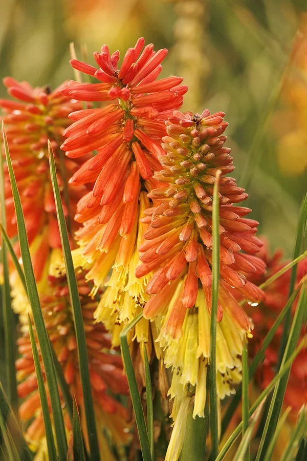 Rocket Jr. Red Hot Poker 4 Rocket Jr. Red Hot Poker
