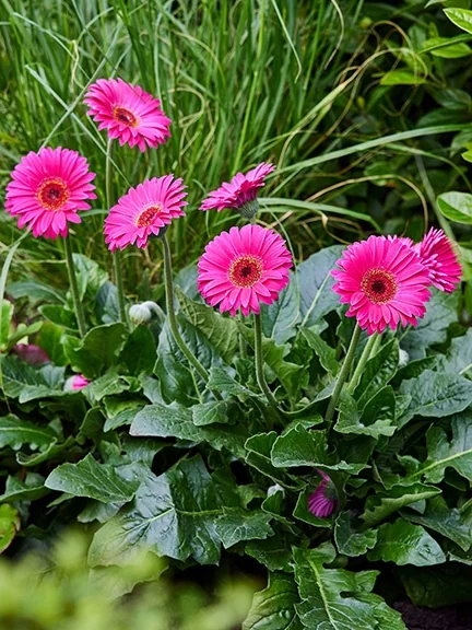 Garvinea® Sweet Sparkle Gerbera Daisy
