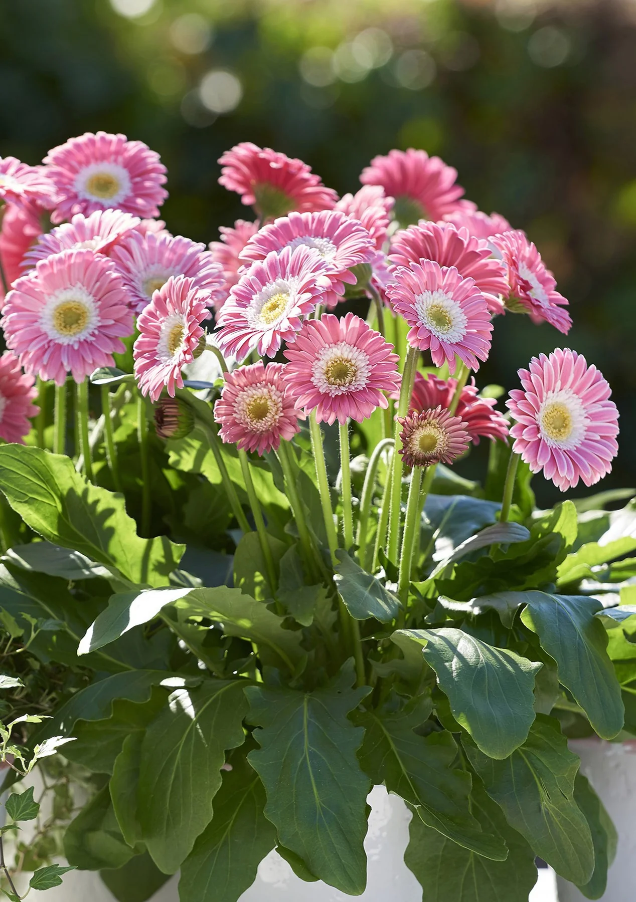 Garvinea® Sweet Memories Gerbera Daisy