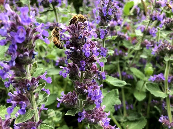 Purple Haze Catmint