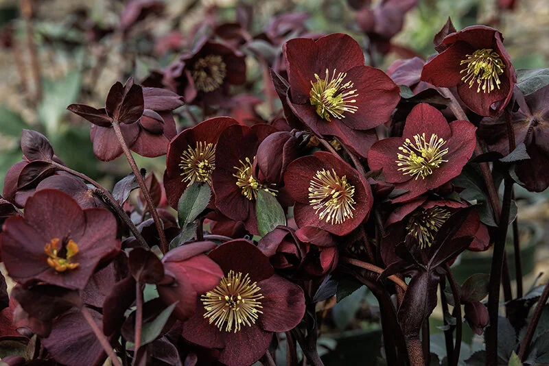 Ice N' Roses® Merlot Hellebore