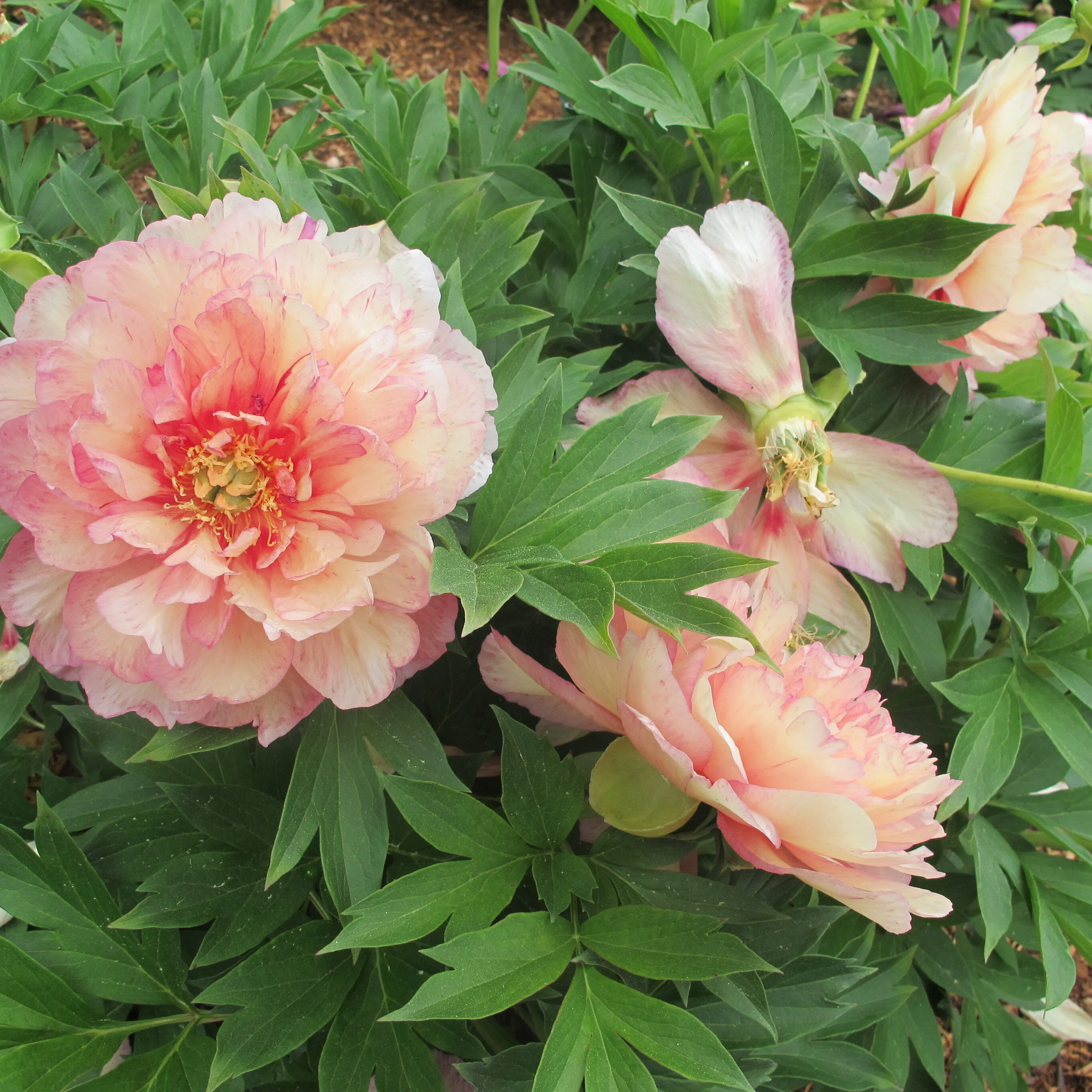 Garden Candy® Simply Scrumptious Itoh Peony