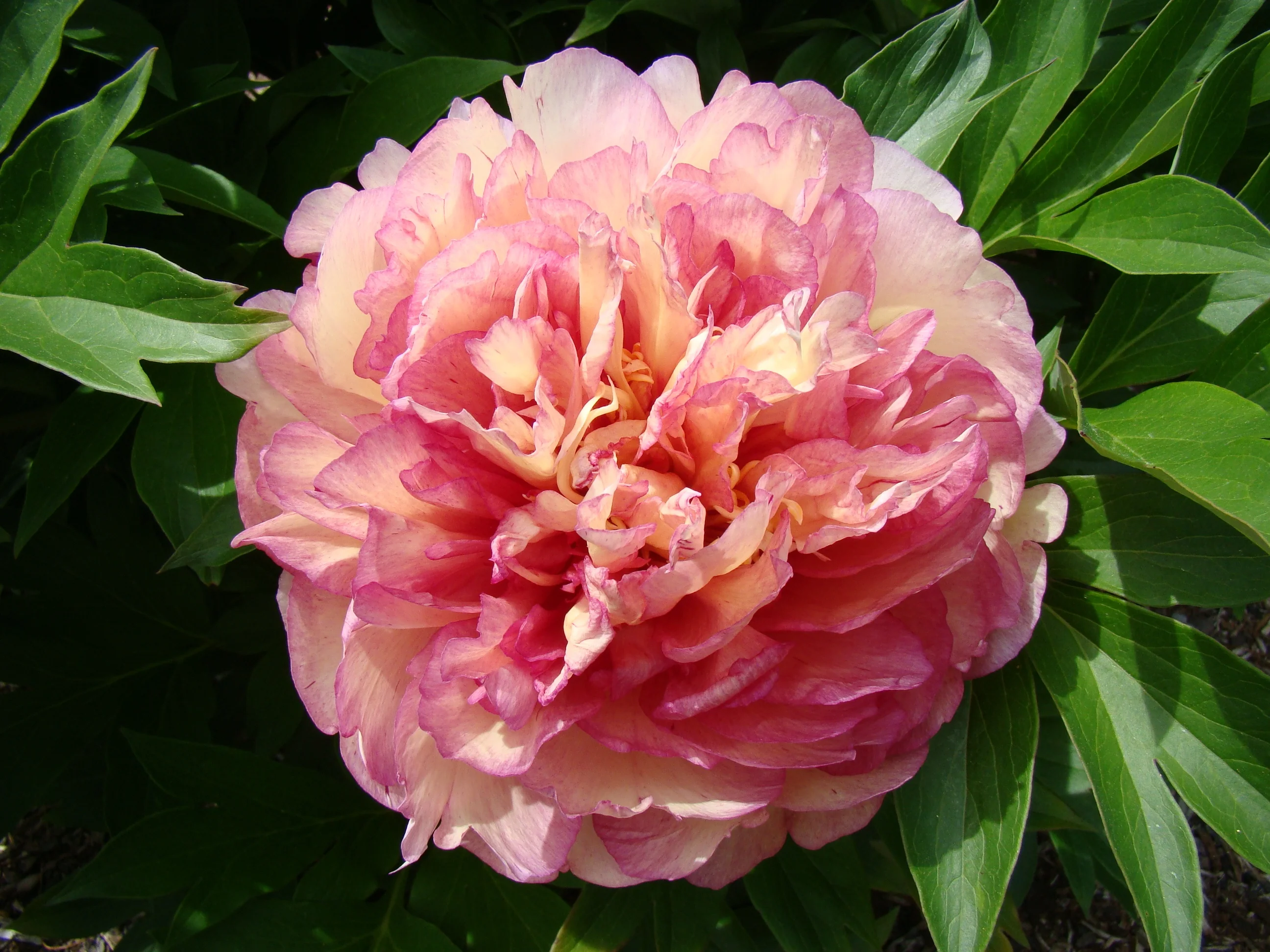 Garden Candy® Simply Scrumptious Itoh Peony