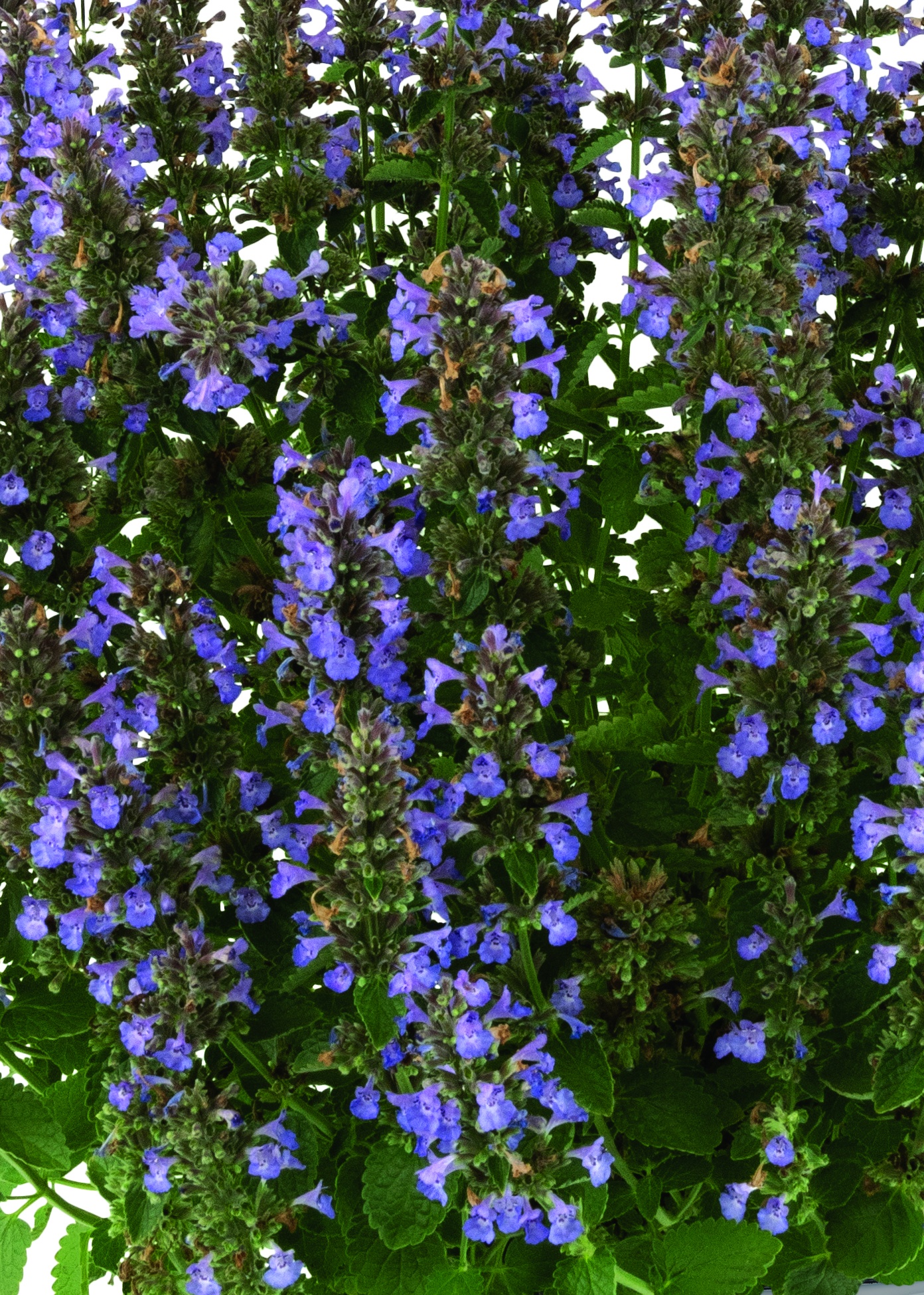 Serene Lilac Catmint 1 Serene Lilac Catmint