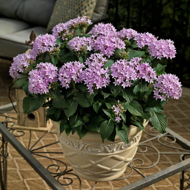 Starcluster™ Pentas