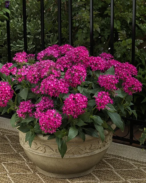 Starcluster™ Pentas 10 Starcluster™ Pentas