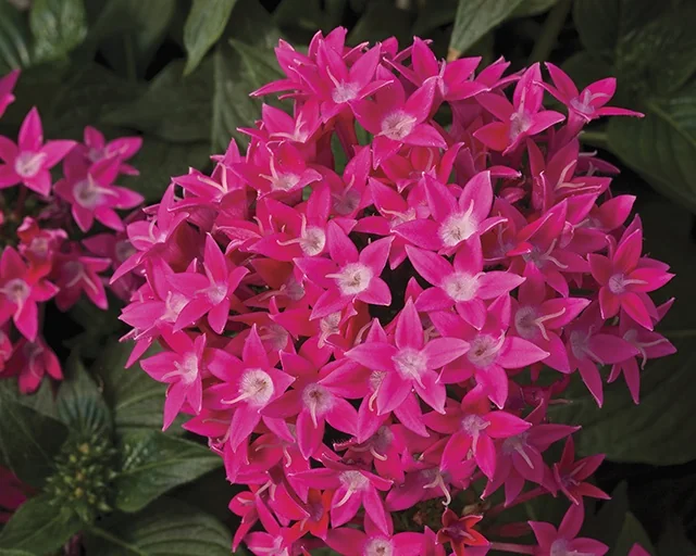 Starcluster™ Pentas 11 Starcluster™ Pentas