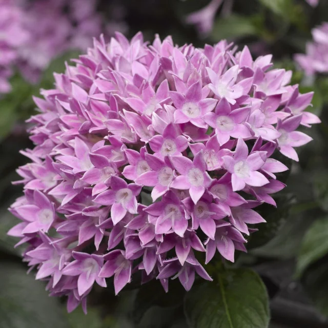 Starcluster™ Pentas 2 Starcluster™ Pentas