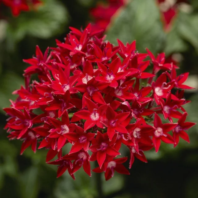 Starcluster™ Pentas 3 Starcluster™ Pentas
