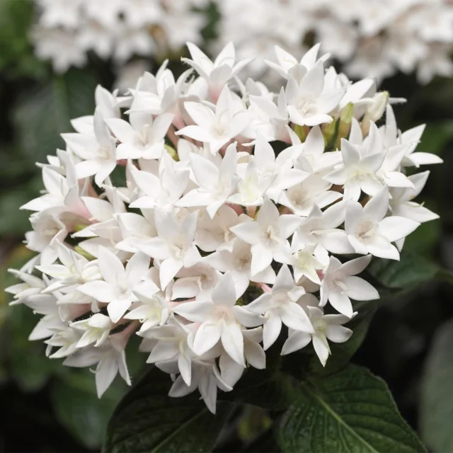 Starcluster™ Pentas 4 Starcluster™ Pentas