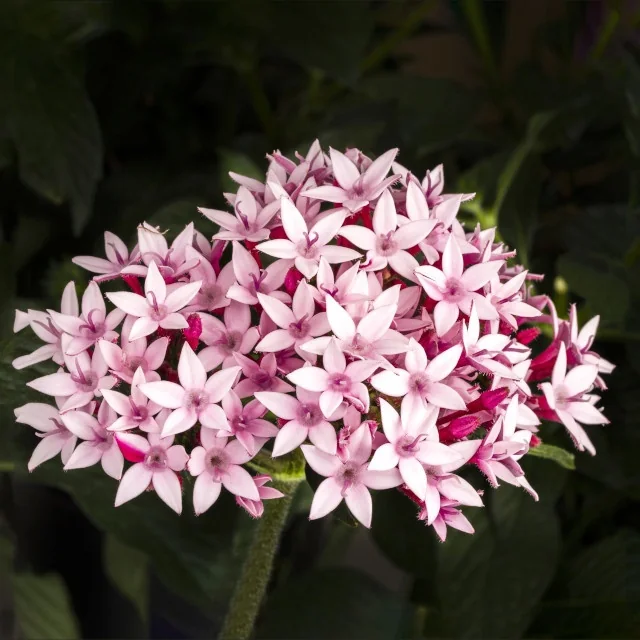 Starcluster™ Pentas 5 Starcluster™ Pentas