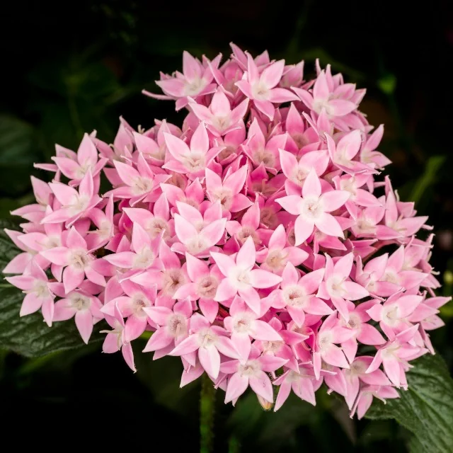 Starcluster™ Pentas 6 Starcluster™ Pentas
